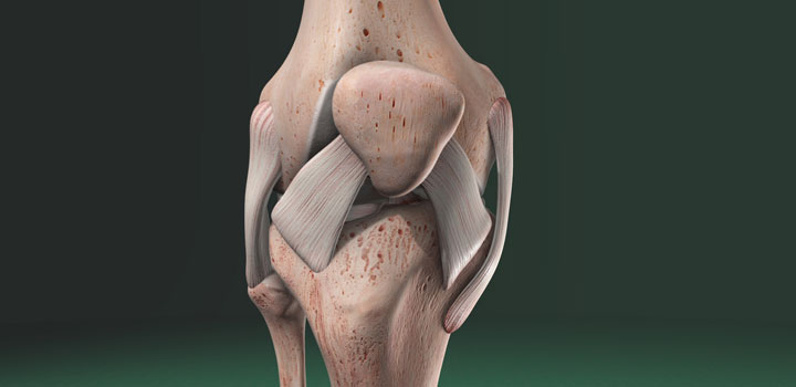 About the Knee and Knee Replacement